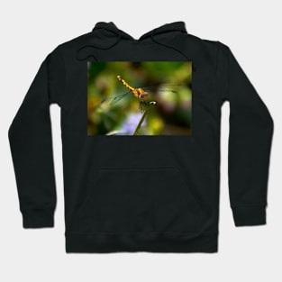 Dragonfly Hoodie